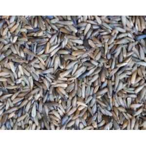 Ηλιόσπορος Υβριδικός (micro) 1kg